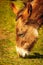 Close-up view of a donkey grazing at petting zoo, Hackney City Farm, London