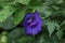 Close up view of a double Butterfly Pea flower bloomed in the vine