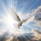 close-up view of a dove, the beauty and symbolism of this graceful bird shine through.