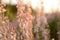 Close up view of dried flower of blooming Sally in autumn forest