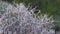 Close-up view of dried Launaea arborescens plants