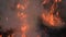 Close up view on Dry grass in the field catching wild fire. Grass in in flames. 4k resolution video. Large fire in the