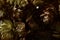 Close up view of dry hops seed cones isolated on black background.