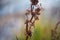 Close-up view of a dry Rumex conglomeratus plant before the blurred background