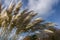 Close up view of dry spikelets of grass Phragmites australis.