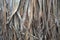 Close up view , dry straw thatch roof of traditional