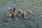 close up view of ducklings with mother and flock of fishes swimming