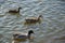 Close up view ducks in a pond swimming in water