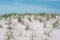 Close up view of dunes at Robert Moses State Park