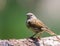 Close-up view of a Dunnock perching on the wooden branch with the blurred green background