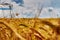 Close up view of the ears of golden wheat field and blue sky with clouds