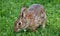 Close Up View Of Eastern Cottontail Rabbit