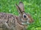 Close Up View Of Eastern Cottontail Rabbit