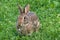 Close Up View Of Eastern Cottontail Rabbit Eating Clover