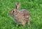 Close Up View Of Eastern Cottontail Rabbit Eating Clover