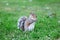 Close-up view of an Eastern gray squirrel getting ready to eat while standing on the grass