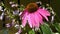 Close-up view of an Echinacea Purpurea flower