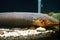 Close up view of electric eel inside thick glass aquarium