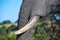 An close up view elephant tusk