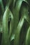 Close-up view of Elkhorn fern