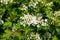 Close up view of the emerging new buds and blossoms on a compact cranberry bush