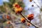 Close up view of emerging red maple acer rubrum blossoms and buds