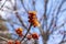 Close up view of emerging red maple acer rubrum blossoms and buds