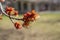 Close up view of emerging red maple acer rubrum blossoms and buds