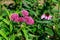 Close-up view of emerging rosy pink blossoms and buds on a swamp milkweed plant