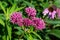 Close-up view of emerging rosy pink blossoms and buds on a swamp milkweed plant