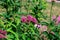 Close-up view of emerging rosy pink blossoms and buds on a swamp milkweed plant