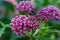 Close-up view of emerging rosy pink blossoms and buds on a swamp milkweed plant