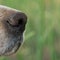 Close up view of English setter dog nose