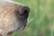 Close up view of English setter dog nose