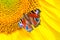 Close up view on a European peacock butterfly on sunflower