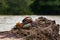 Close up view of a exotic mandarin duck sitting on a tree after flooding. Mandarin duck symbolize good faith to lover in Orient,