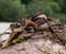 Close up view of a exotic mandarin duck sitting on a tree after flooding. Mandarin duck symbolize good faith to lover in Orient,