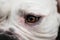 Close-up view at an eye of american bulldog