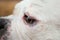 Close-up view at an eye of american bulldog