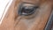 Close up view of the eye of a beautiful brown horse. Equine eye blinking. Slow motion