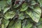 Close-up view of  eye-catching green leaves with beautifully rich red underside Perilla Frutescens Briton Shiso.