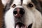 Close-up view at face of alaskan malamute on brown blackground