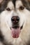 Close-up view at face of alaskan malamute on brown blackground