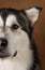 Close-up view at face of alaskan malamute on brown blackground