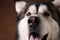 Close-up view at face of alaskan malamute on brown blackground