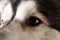 Close-up view at face of alaskan malamute on brown blackground