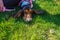 Close up view of the face of a Basset Hound dog lying on the green grass.