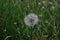 Close up view of faded dandelion