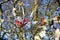 Close-up view of Fairy Tree at Hill of Tara, Ireland with sky in the background