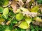 Close-up view on fallen autumn leaves